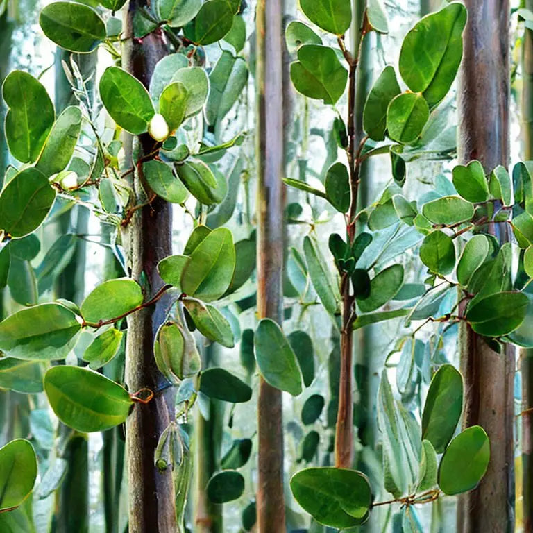 What is Eucalyptus?